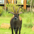Guess Who’s Coming to Dinner? Disney’s Sanaa Shines Antelope, Giraffes and Zebra, that’s who! And that is just a few of the many animals you can see right from the windows of Sanaa (pronounced Sah-NAH) the newest restaurant at Disney’s Animal Kingdom Lodge. Sanaa is located in the Kidani Village section of Animal Kingdom Lodge, a new area...