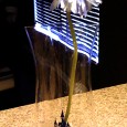 Wordless Wednesday: My Magic Disney Flower