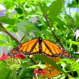 {Click to view in full size} The Epcot International Flower and Garden Festival opens today! It’s one of our family’s favorite events of the year and we usually visit several times throughout the festival. The butterfly enclosure is just one of the many amazing experiences to enjoy.