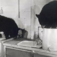 GUEST POST: Easy Living Comes Easy For Bears If your childhood was anything like mine, then you spent a good deal of your allotted television time watching VHS of Walt Disney Home Videos. You know, the white plastic-cased movies sporting Sorcerer Mickey on the cover. My absolute favorite of these VHS tapes, the one I had memorized the...