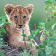 Guest Post: Kingdom of Courage On Earth Day in 2010, after seeing the trailer for Disneynature: African Cats for the first time, I tweeted out something to the effect that followers should be marking their calendars as the return of True-Life Adventures would begin on 22 April 2011. Today, having viewed the movie in theaters and...