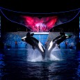 SeaWorld just sent over their latest news for summertime events and happenings. Looks like lots of fun will be happening over the next couple of months! Summer Nights at SeaWorldis a nighttime spectacular that only SeaWorld could create, and the best place to be in Central Florida when the sun...