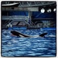 Why Dine With Shamu is a SeaWorld Must-Do! SeaWorld Orlando recently invited me to try out their Dine With Shamu experience. I really didn’t know anything about it, and had pictured having tables right next to the Shamu Stadium show or something, picturing us all getting splashed at the end of the meal. Well, I was right and...