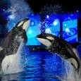 Sea World’s Christmas Celebration Lights Up the Season One of my family’s favorite places during the holidays is SeaWorld – with their wonderful Christmas Celebration, included in the price of regular admission, the spirit of the season is sure to find you there. This year was no different and my children had a wonderful time seeing the shows...