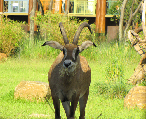 antelope as seen from our table