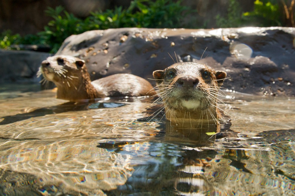 Freshwater Oasis Now Open