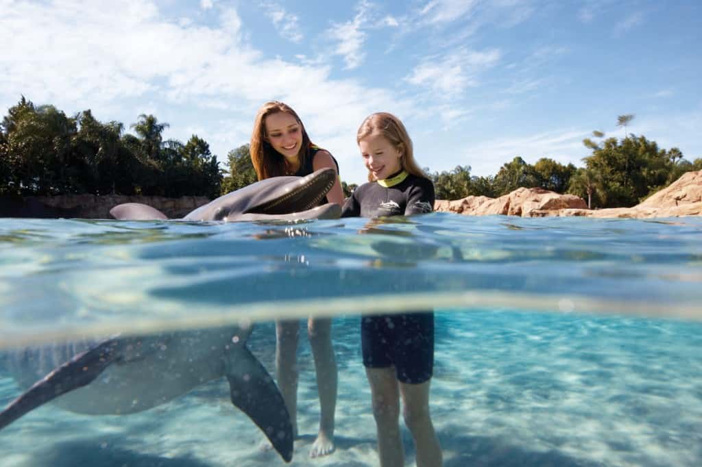 Dolphin Interaction at Discovery Cove