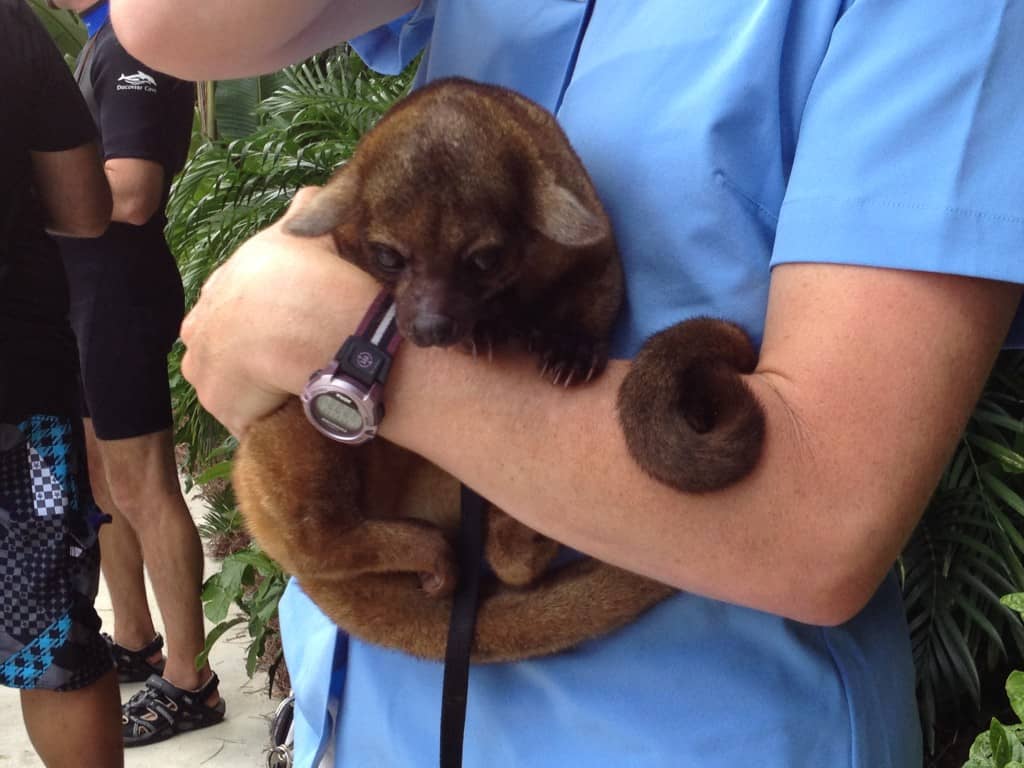 Kinkajou at Discovery Cove