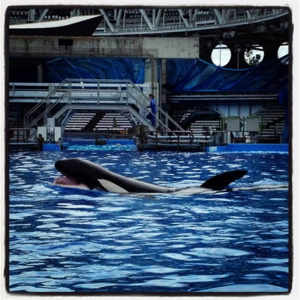 Dine With Shamu