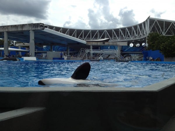 Dine With Shamu