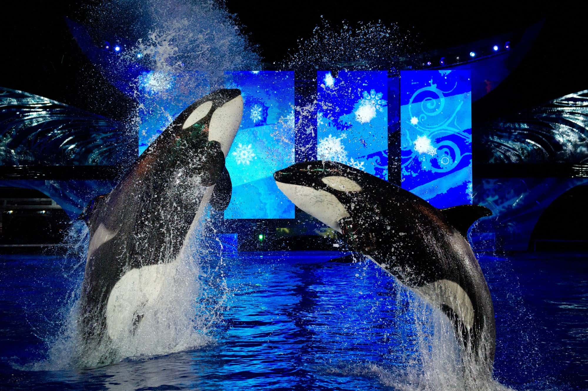 Shamu Miracles