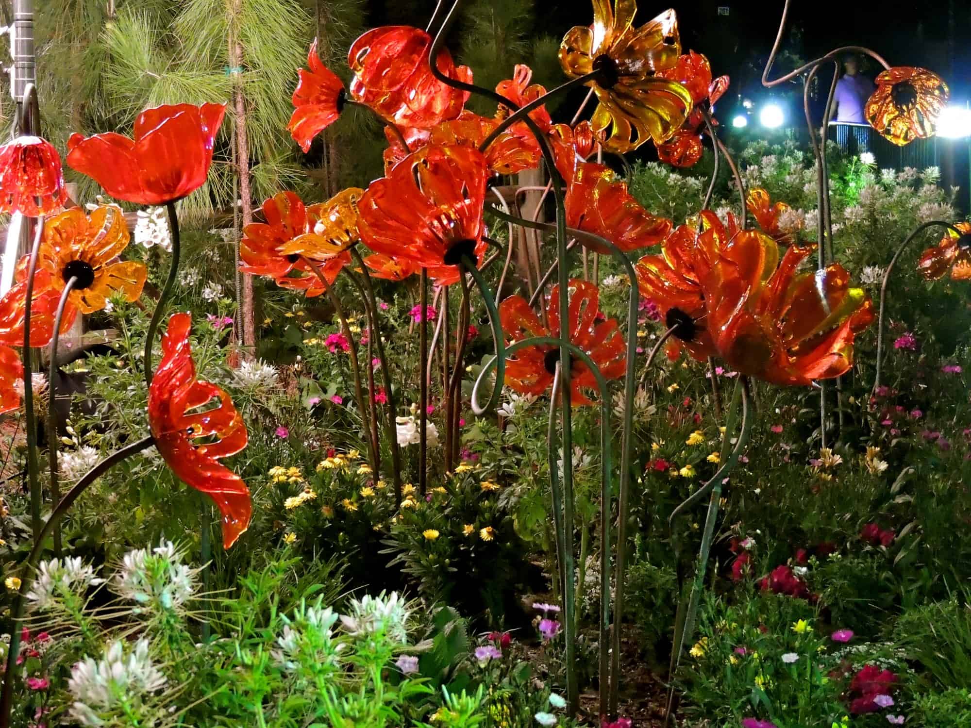 Oz garden poppies