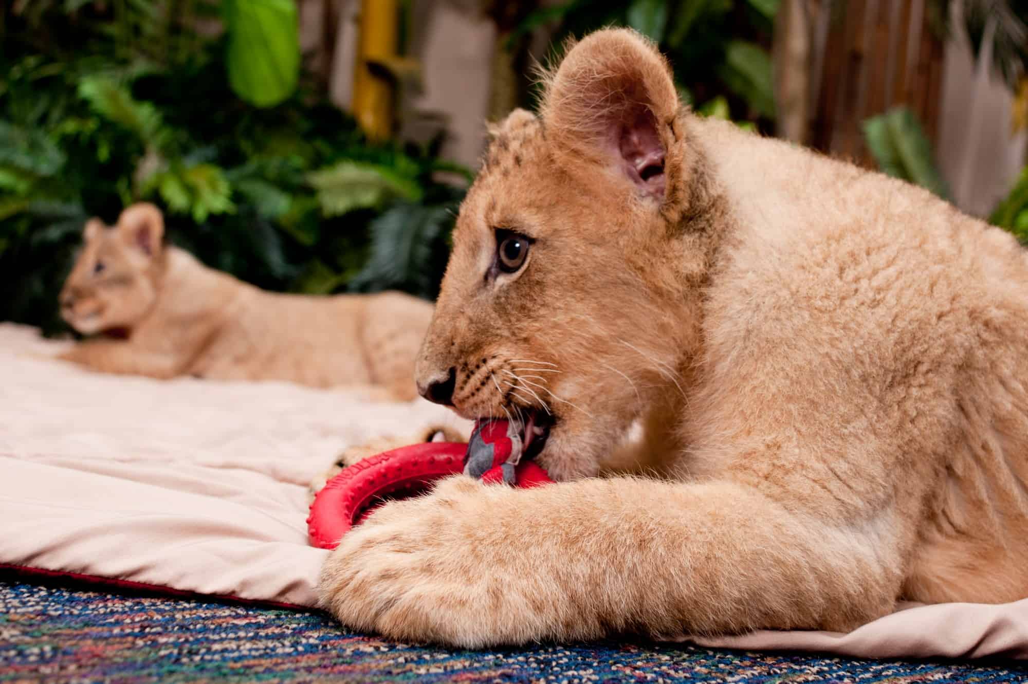lion cubs - busch gardens tampa