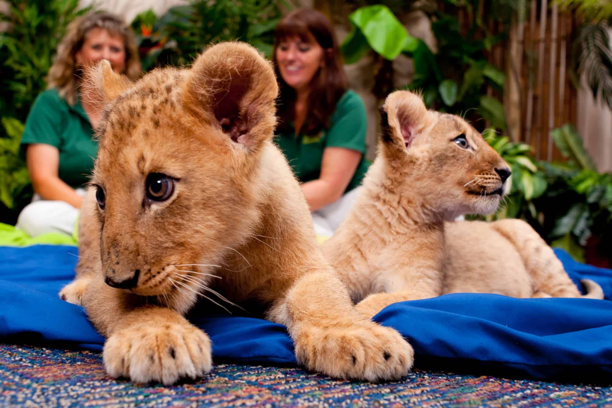 Shaba and Shtuko - Lion Cub Sisters - Busch Gardens Tampa 3