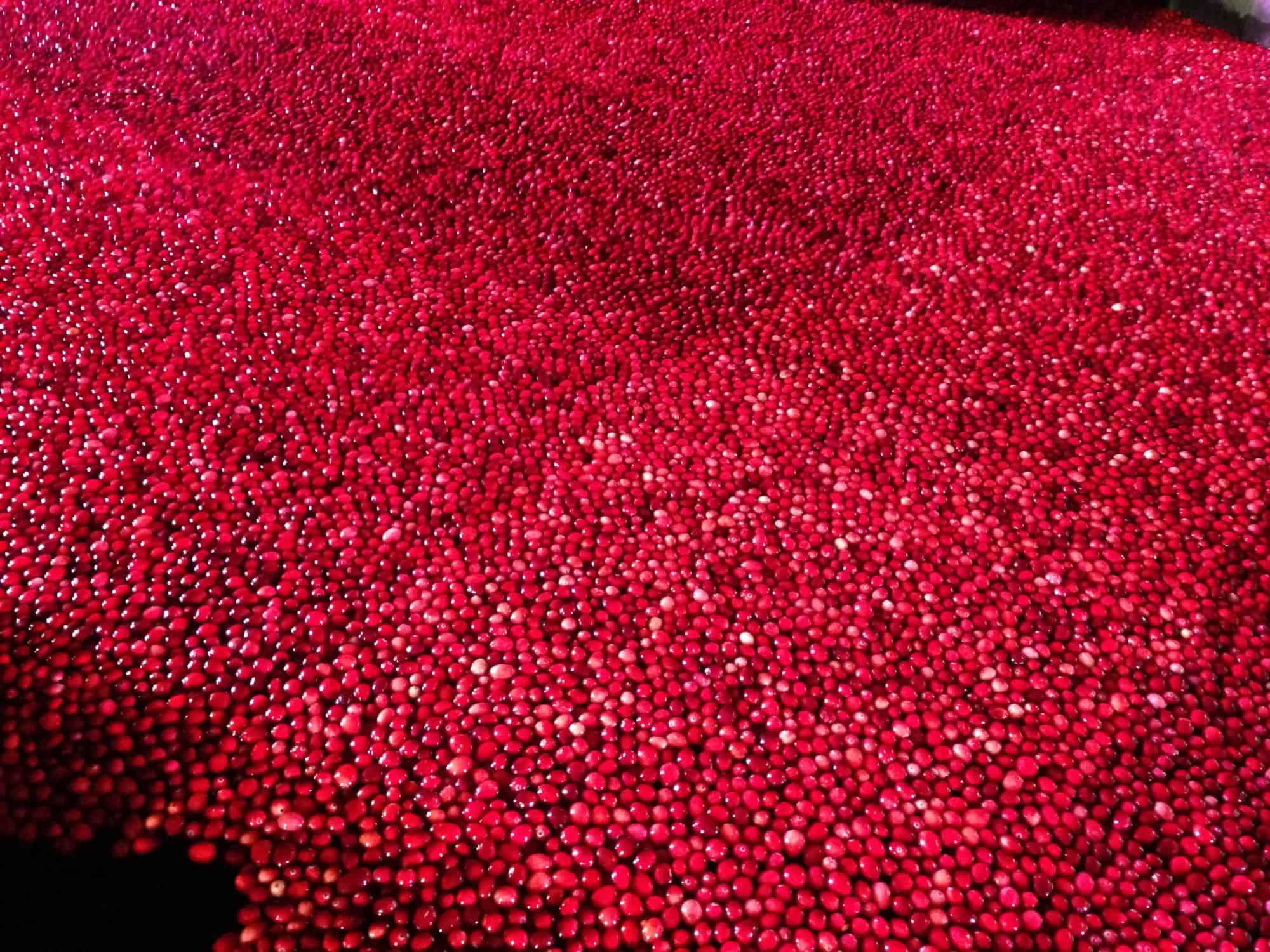 Cranberries!