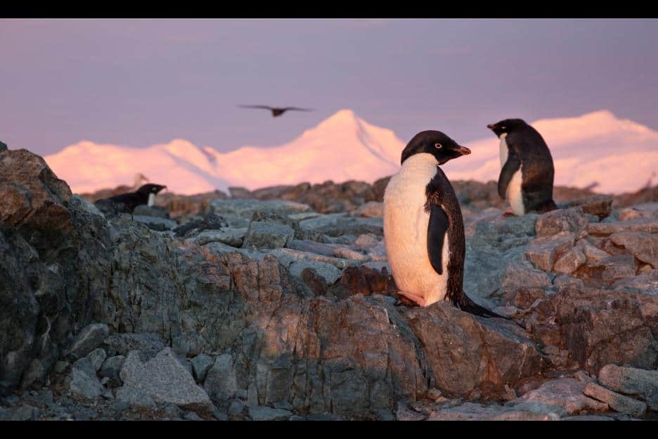 Penguins